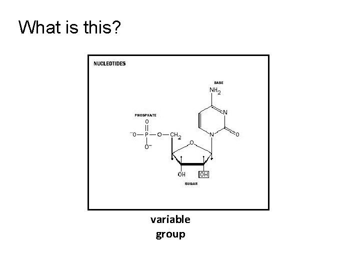 What is this? An amino acid H O H | || —C— C—OH —N—