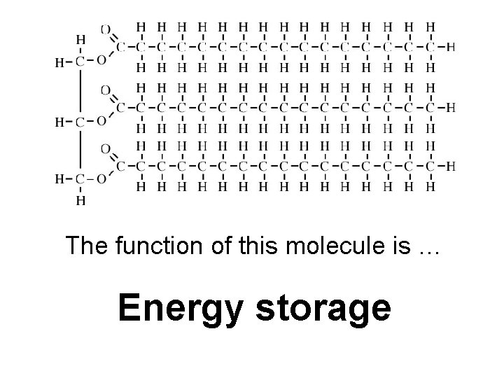 The function of this molecule is … Energy storage 