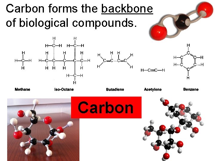 Carbon forms the backbone of biological compounds. Carbon 