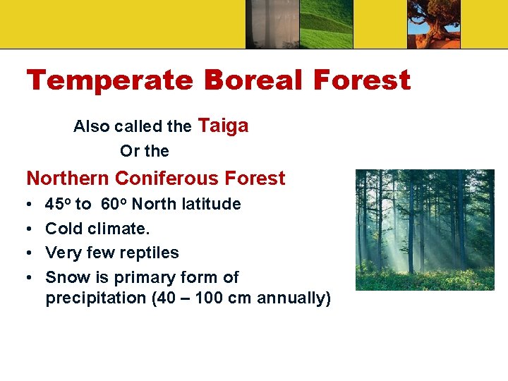 Temperate Boreal Forest Also called the Taiga Or the Northern Coniferous Forest • • Temperate Boreal Forest Also called the Taiga Or the Northern Coniferous Forest • •