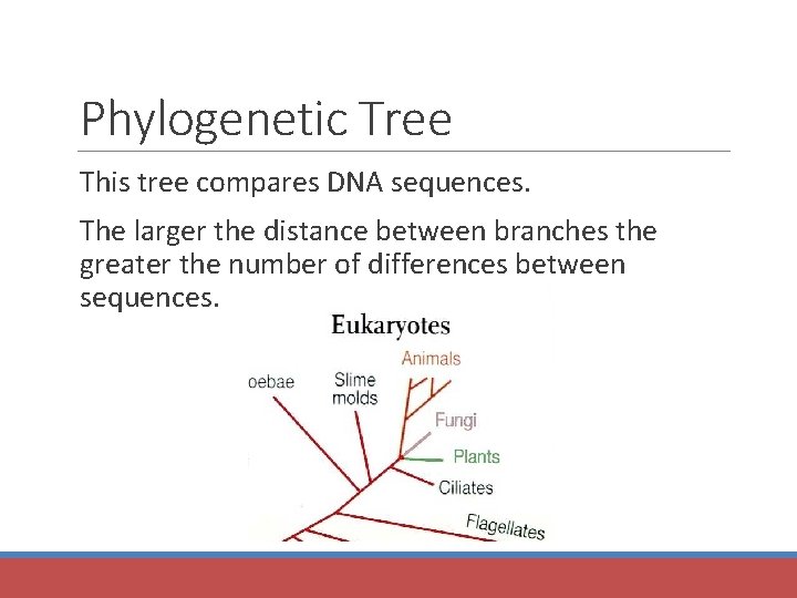 Phylogenetic Tree This tree compares DNA sequences. The larger the distance between branches the