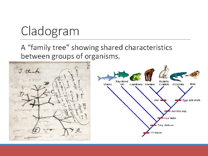 Cladogram A “family tree” showing shared characteristics between groups of organisms. 