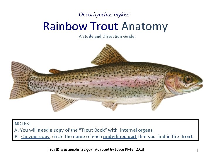 Oncorhynchus mykiss Rainbow Trout Anatomy A Study and Dissection Guide. NOTES: A. You will