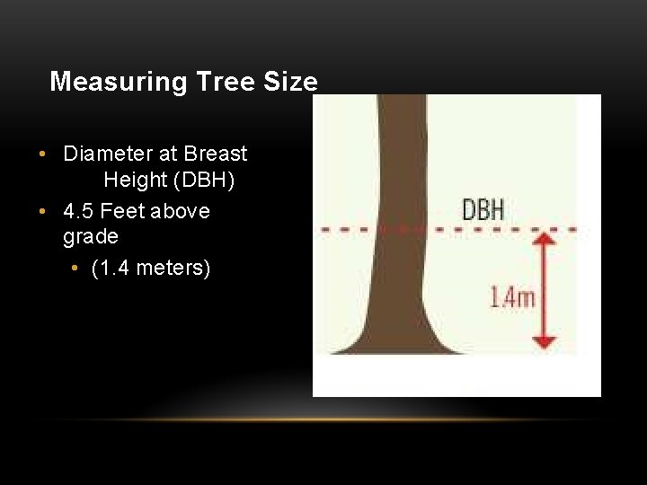 Measuring Tree Size • Diameter at Breast Height (DBH) • 4. 5 Feet above