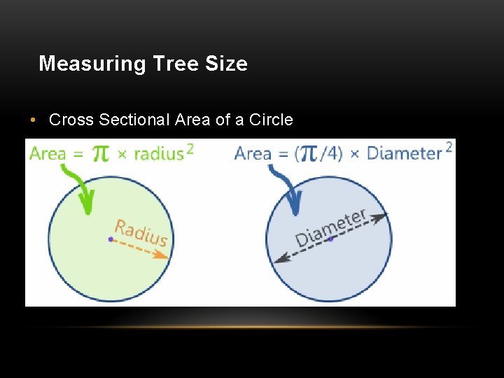 Measuring Tree Size • Cross Sectional Area of a Circle 