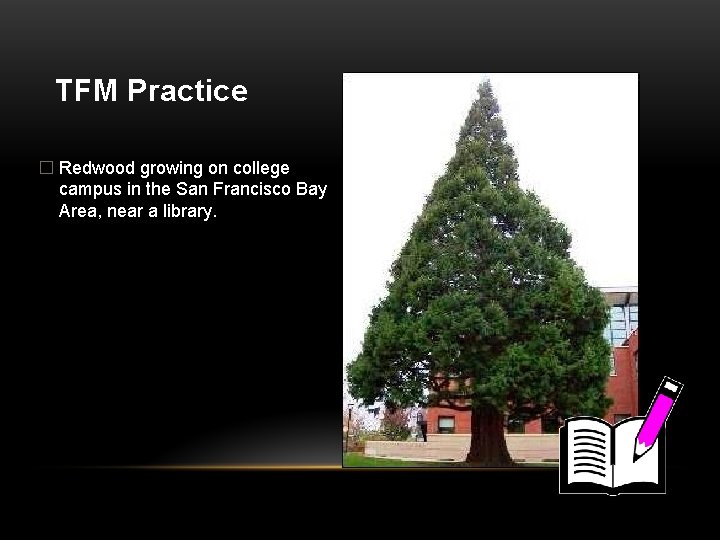 TFM Practice � Redwood growing on college campus in the San Francisco Bay Area,