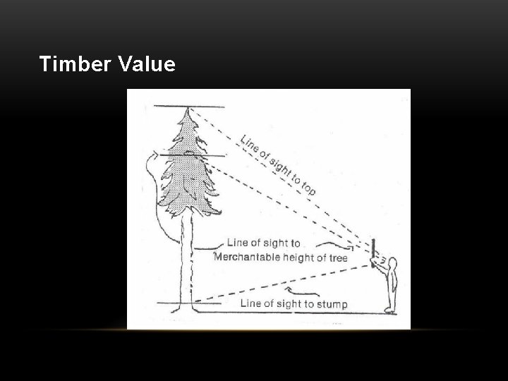 Timber Value 