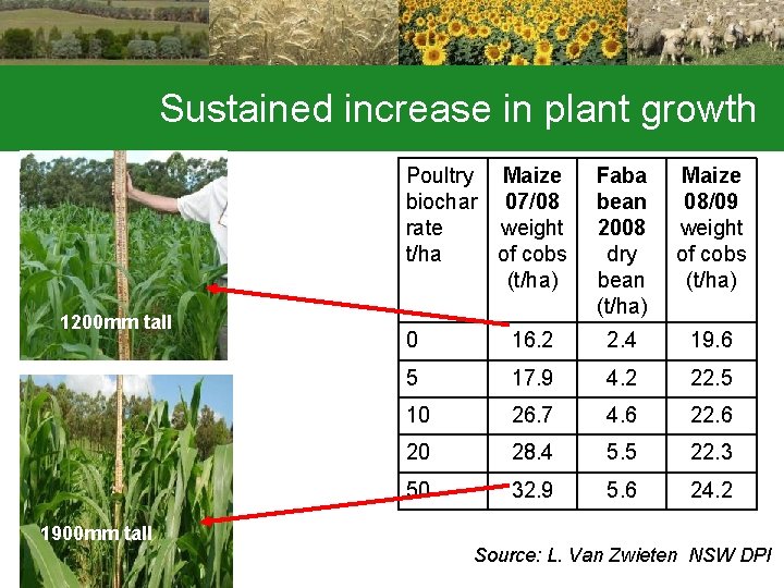 Sustained increase in plant growth Poultry Maize biochar 07/08 rate weight t/ha of cobs Sustained increase in plant growth Poultry Maize biochar 07/08 rate weight t/ha of cobs