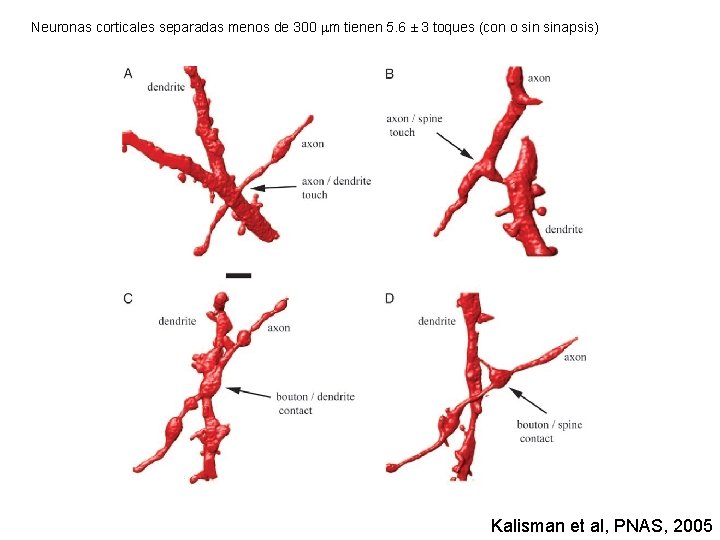 Neuronas corticales separadas menos de 300 mm tienen 5. 6 ± 3 toques (con Neuronas corticales separadas menos de 300 mm tienen 5. 6 ± 3 toques (con