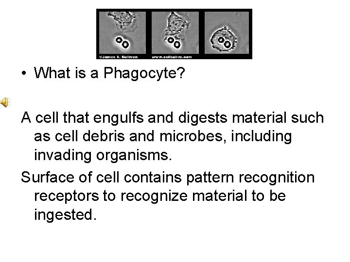  • What is a Phagocyte? A cell that engulfs and digests material such