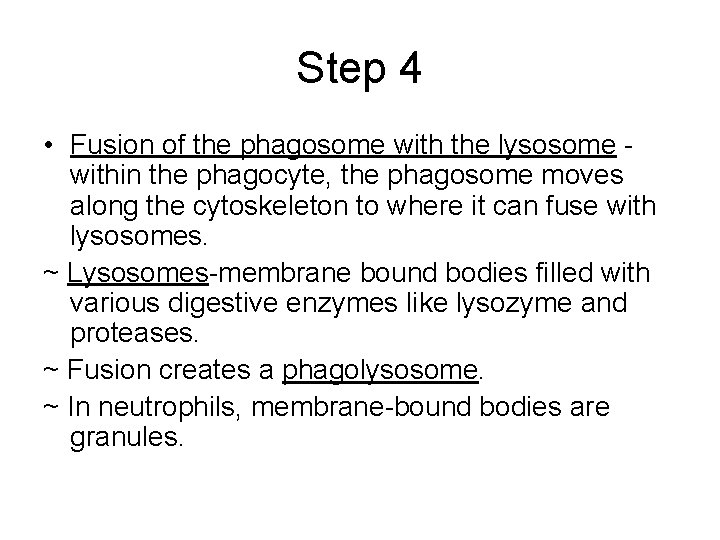 Step 4 • Fusion of the phagosome with the lysosome within the phagocyte, the