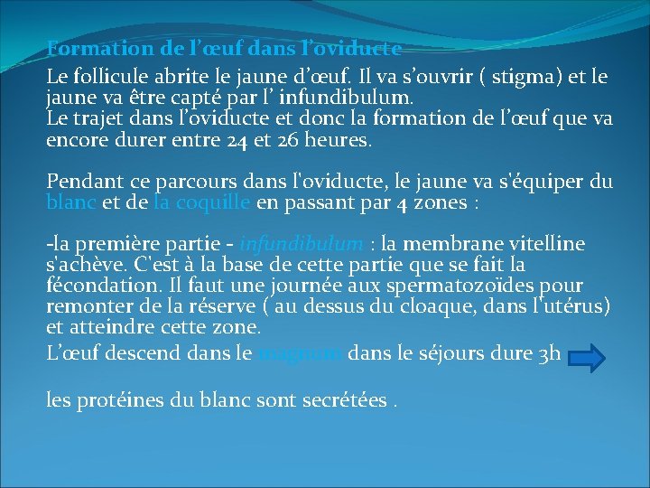 Formation de l’œuf dans l’oviducte Le follicule abrite le jaune d’œuf. Il va s’ouvrir