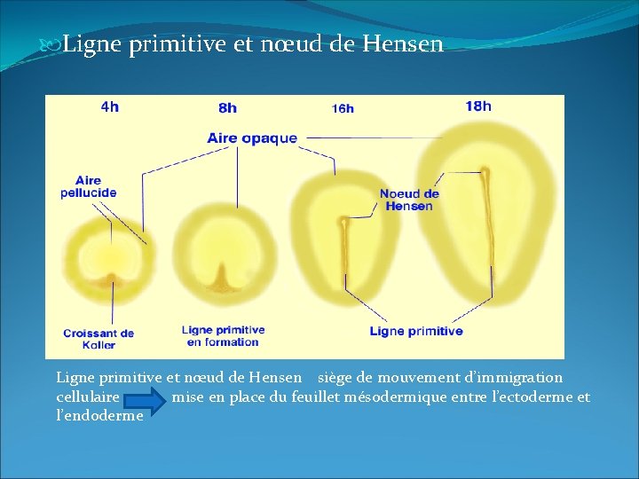  Ligne primitive et nœud de Hensen siège de mouvement d’immigration cellulaire mise en