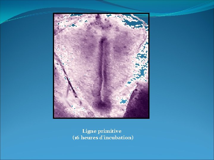 Ligne primitive (16 heures d'incubation) 