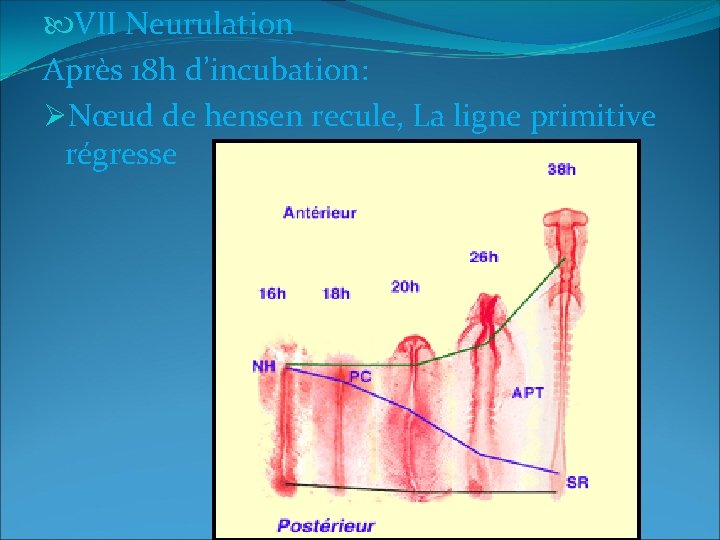  VII Neurulation Après 18 h d’incubation: ØNœud de hensen recule, La ligne primitive