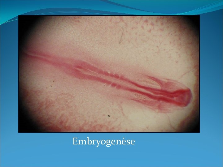 Embryogenèse 