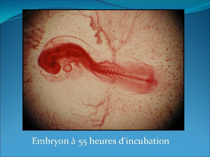 Embryon à 55 heures d'incubation 