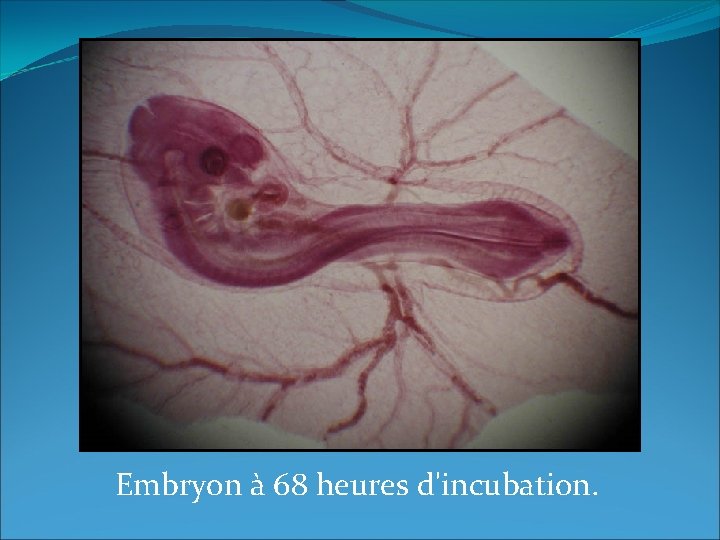 Embryon à 68 heures d'incubation. 