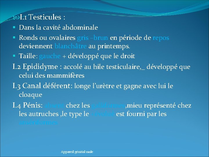  I. 1 Testicules : § Dans la cavité abdominale § Ronds ou ovalaires