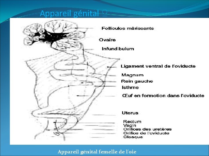 Appareil génital ♀ Appareil génital femelle de l'oie 