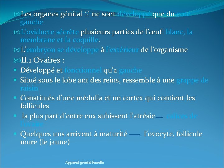  Les organes génital ♀ ne sont développé que du coté gauche L’oviducte sécrète