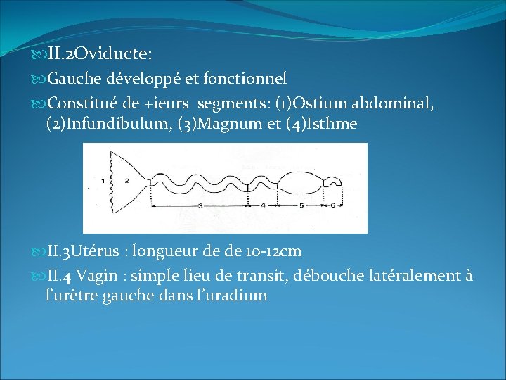 II. 2 Oviducte: Gauche développé et fonctionnel Constitué de +ieurs segments: (1)Ostium abdominal,