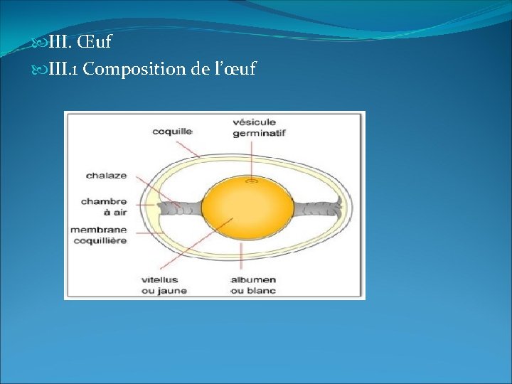  III. Œuf III. 1 Composition de l’œuf 