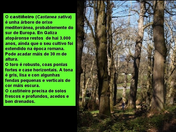 O castiñeiro (Castanea sativa) é unha árbore de orixe mediterránea, probablemente do sur de