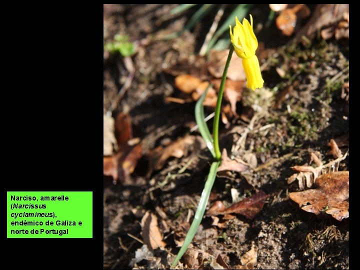 Narciso, amarelle (Narcissus cyclamineus), endémico de Galiza e norte de Portugal 