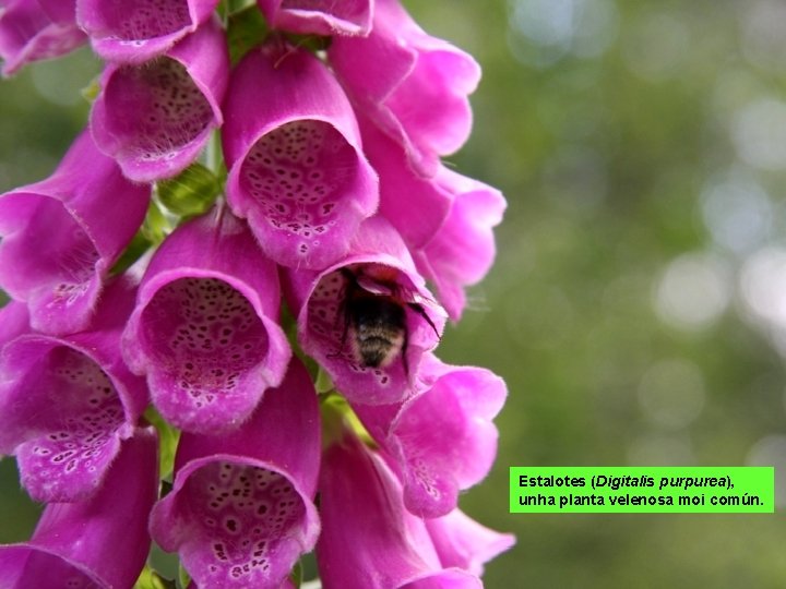 Estalotes (Digitalis purpurea), unha planta velenosa moi común. 