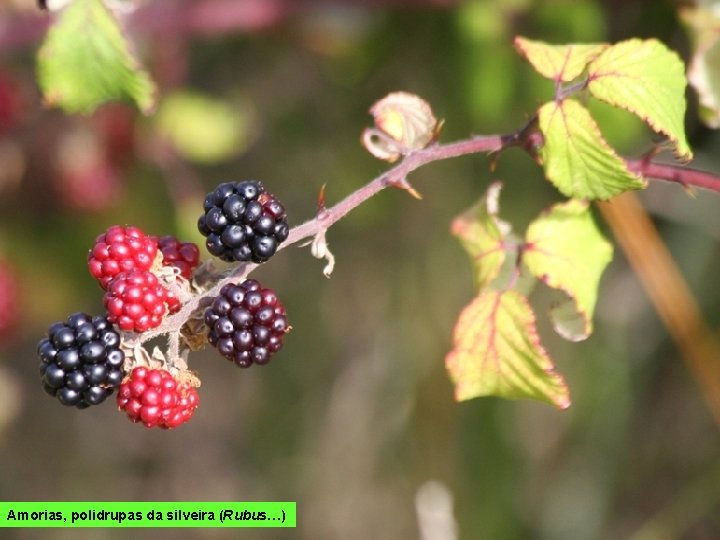 Amorias, polidrupas da silveira (Rubus…) 