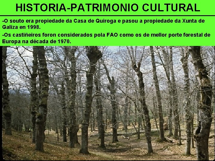 HISTORIA-PATRIMONIO CULTURAL -O souto era propiedade da Casa de Quiroga e pasou a propiedade