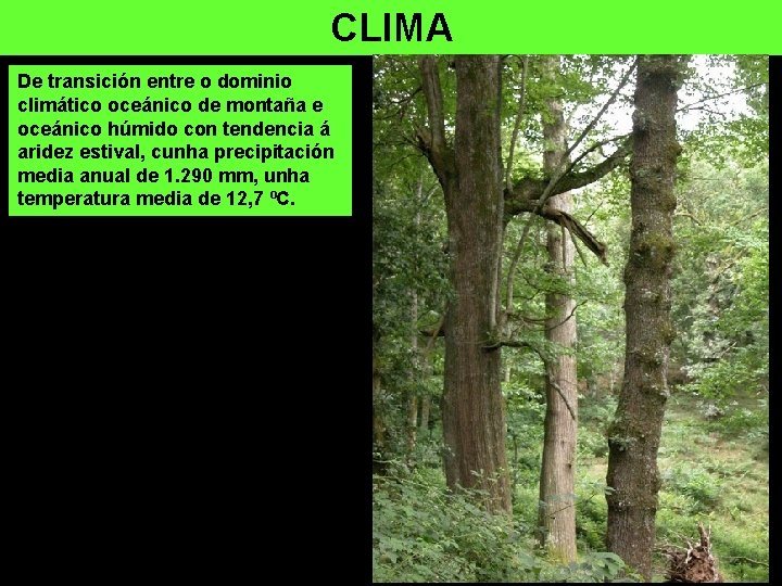 CLIMA De transición entre o dominio climático oceánico de montaña e oceánico húmido con