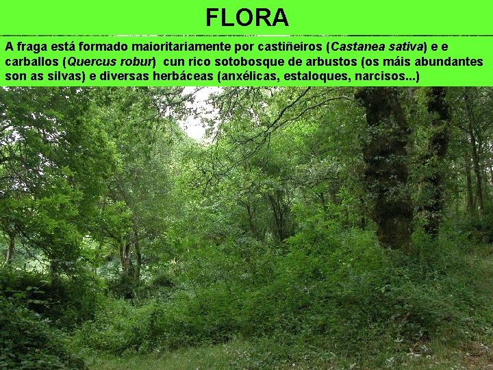 FLORA A fraga está formado maioritariamente por castiñeiros (Castanea sativa) e e carballos (Quercus