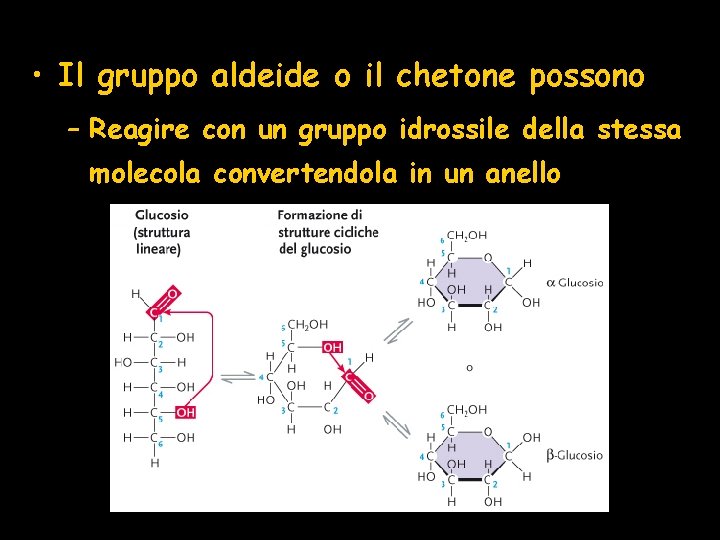  • Il gruppo aldeide o il chetone possono – Reagire con un gruppo