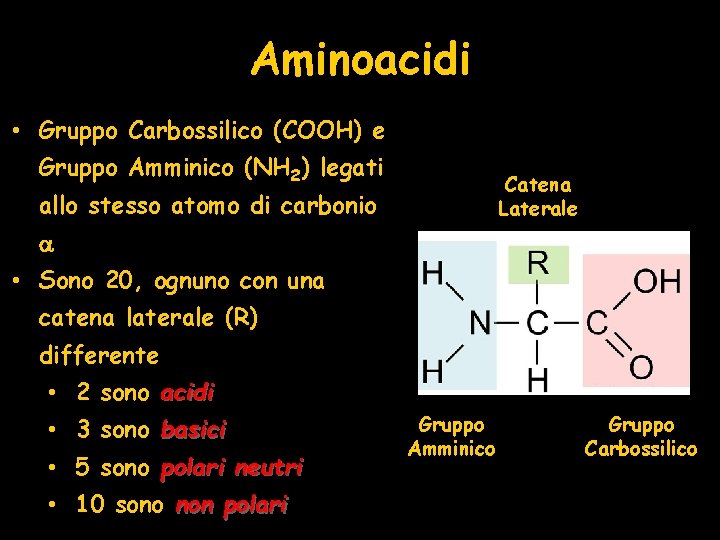 Aminoacidi • Gruppo Carbossilico (COOH) e Gruppo Amminico (NH 2) legati Catena Laterale allo