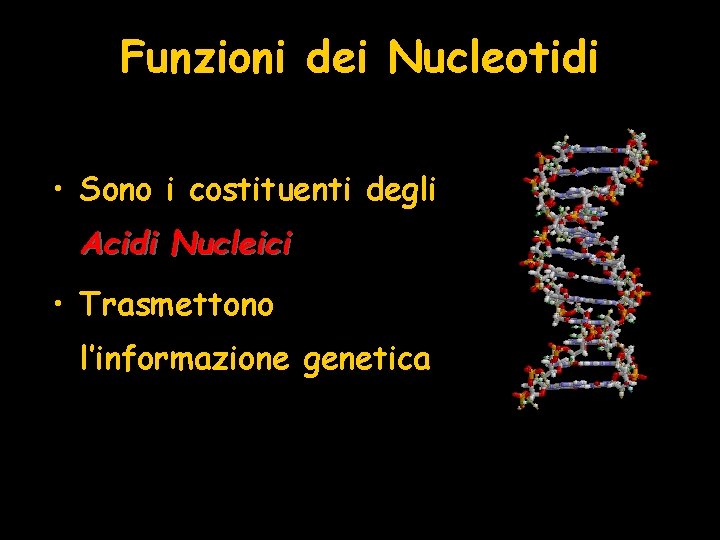 Funzioni dei Nucleotidi • Sono i costituenti degli Acidi Nucleici • Trasmettono l’informazione genetica