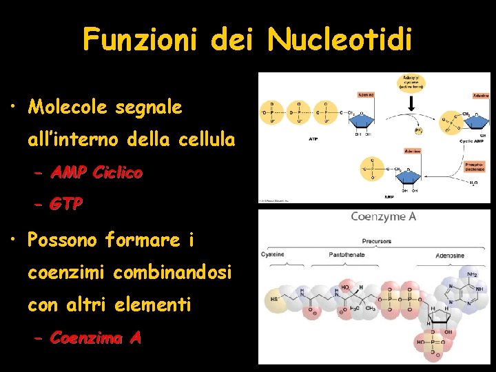 Funzioni dei Nucleotidi • Molecole segnale all’interno della cellula – AMP Ciclico – GTP