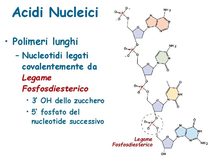 Acidi Nucleici • Polimeri lunghi – Nucleotidi legati covalentemente da Legame Fosfosdiesterico • 3’
