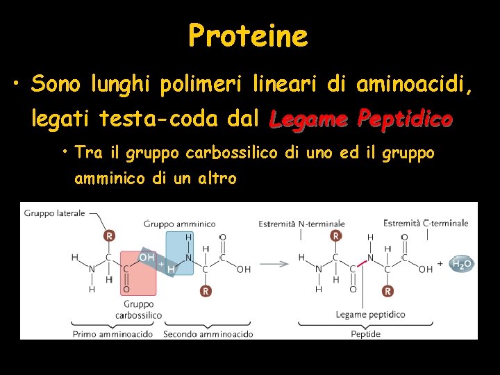 Proteine • Sono lunghi polimeri lineari di aminoacidi, legati testa-coda dal Legame Peptidico •