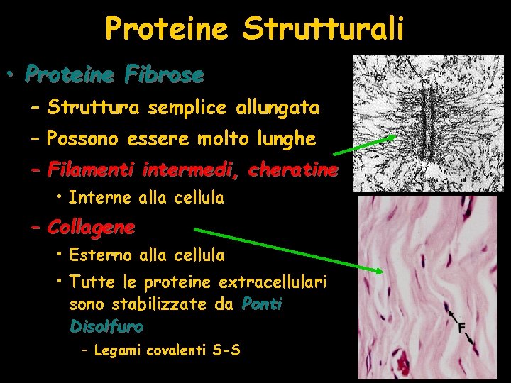 Proteine Strutturali • Proteine Fibrose – Struttura semplice allungata – Possono essere molto lunghe