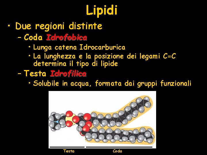 Lipidi • Due regioni distinte – Coda Idrofobica • Lunga catena Idrocarburica • La