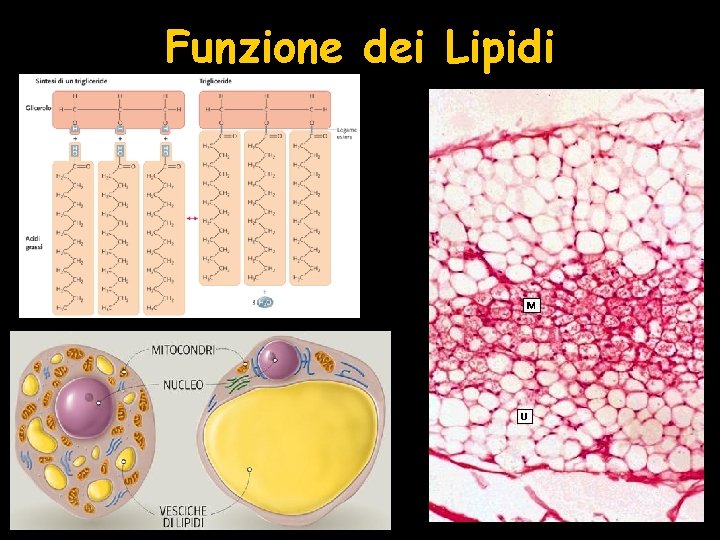Funzione dei Lipidi 
