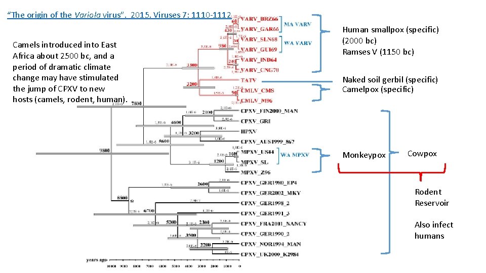“The origin of the Variola virus”. 2015. Viruses 7: 1110 -1112 Camels introduced into