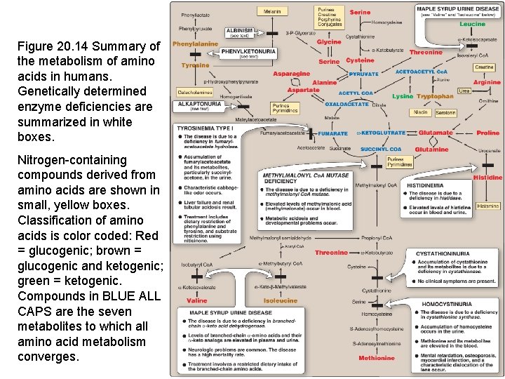 Figure 20. 14 Summary of the metabolism of amino acids in humans. Genetically determined