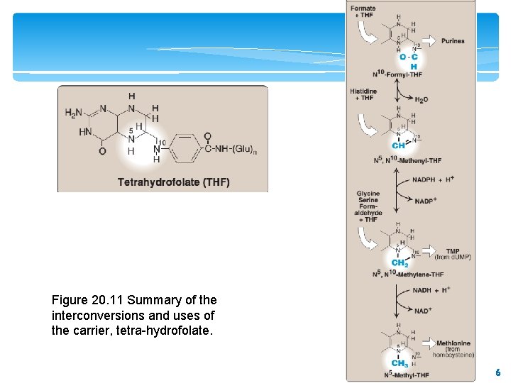 Figure 20. 11 Summary of the interconversions and uses of the carrier, tetra-hydrofolate. 6