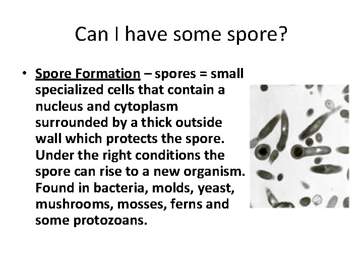 Can I have some spore? • Spore Formation – spores = small specialized cells