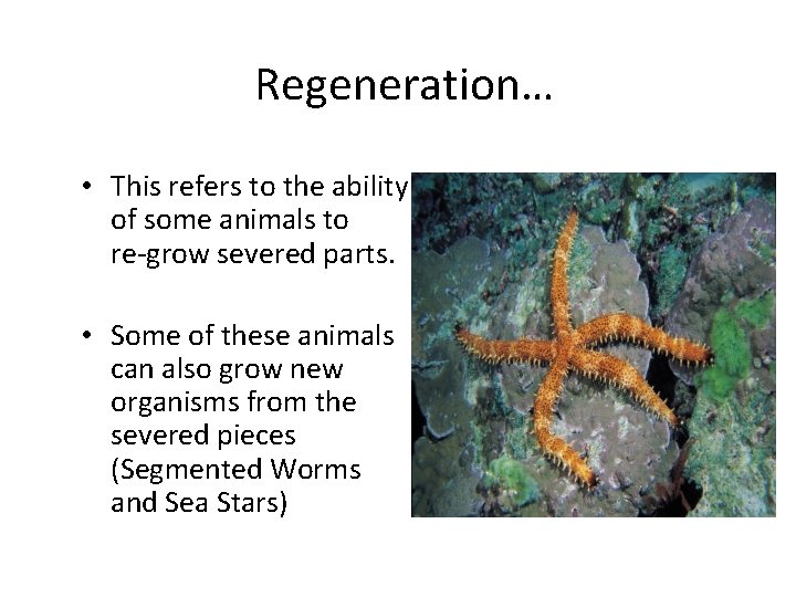 Regeneration… • This refers to the ability of some animals to re-grow severed parts.