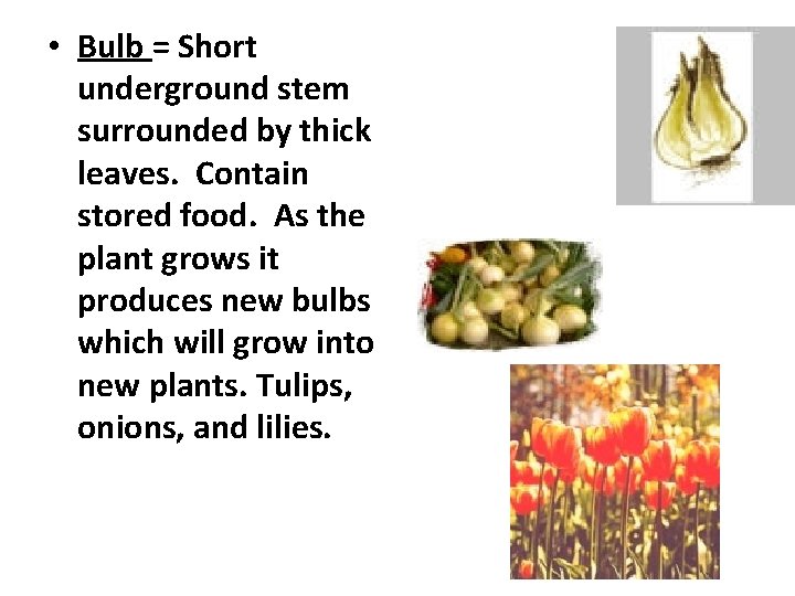  • Bulb = Short underground stem surrounded by thick leaves. Contain stored food.