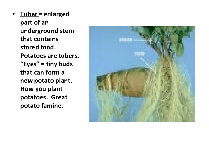  • Tuber = enlarged part of an underground stem that contains stored food.